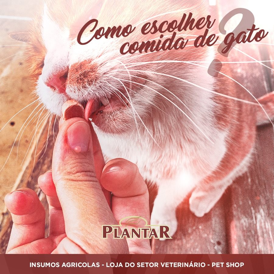 Como escolher a comida de gato?